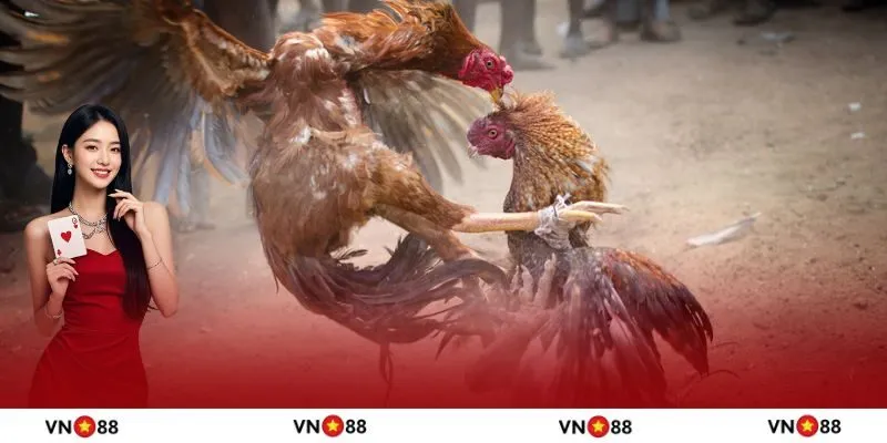 Chiến thuật cược đá gà đòn chuẩn xác từ cao thủ
