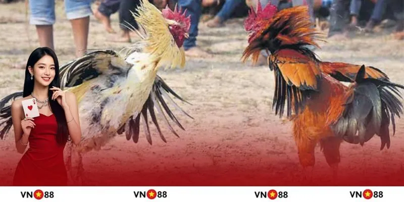 Luật chơi đá gà cựa sắt đơn giản cho tân thủ